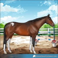 Horse Color:Bay Appaloosa 
