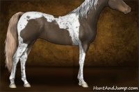 Horse Color:Chocolate Palomino Tobiano 