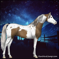 Horse Color:Chocolate Palomino Roan Splash Tobiano 