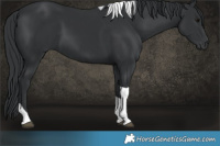Horse Color:Black Tobiano 