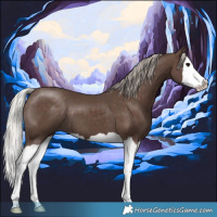 Horse Color:Silver Black Splash 