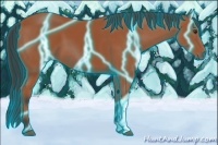 Horse Color:Thunderstruck Bay 
