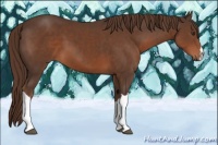 Horse Color:Liver Chestnut 