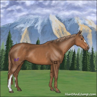 Horse Color:Chestnut 