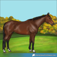Horse Color:Gray Bay 