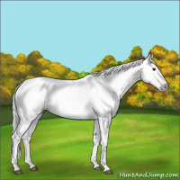 Horse Color:Gray Bay 