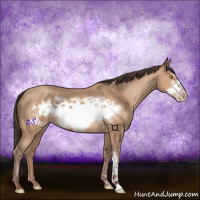 Horse Color:Amber Champagne Frame 