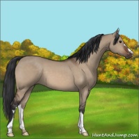 Horse Color:Brown Dun 
