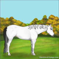 Horse Color:Gray White Spotted Bay Splash
