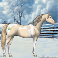 Horse Color:Gold Champagne Dun Tobiano 