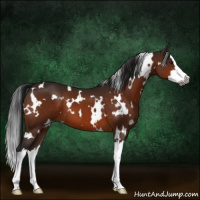 Horse Color:Gray White Spotted Bay Splash