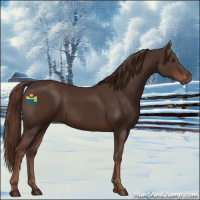 Horse Color:Liver Chestnut 
