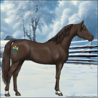 Horse Color:Liver Chestnut 