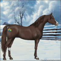 Horse Color:Liver Chestnut Frame 