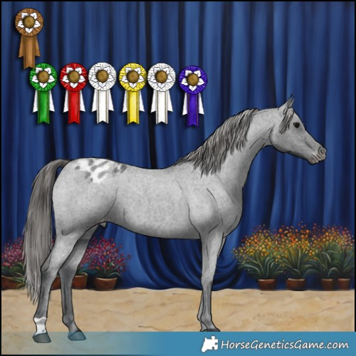 Horse Color:Blue Roan Appaloosa 