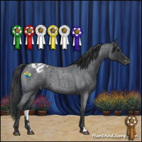 Horse Color:Blue Roan Appaloosa