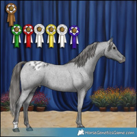 Horse Color:Blue Roan Varnish 