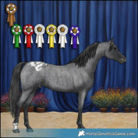 Horse Color:Blue Roan Varnish