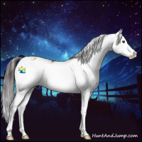 Horse Color:Bay Sabino Splash Appaloosa 