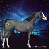 Horse Color:Blue Roan Splash 