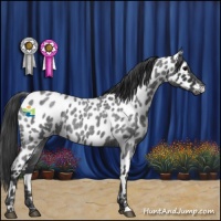Horse Color:Blue Roan Appaloosa 