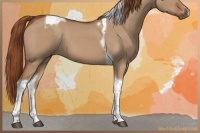 Horse Color:Red Dun Tobiano 