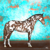 Horse Color:Liver Chestnut Appaloosa 