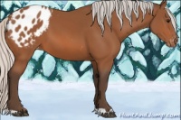 Horse Color:Silver Bay Appaloosa 