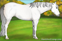 Horse Color:Gray Buckskin Splash 