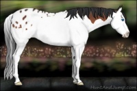 Horse Color:Bay Splash Appaloosa 