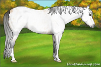 Horse Color:Gray Buckskin Appaloosa