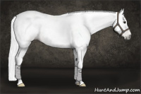 Horse Color:Gray Buckskin Appaloosa 