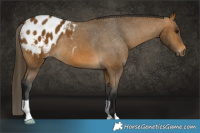 Horse Color:Gray Buckskin Blanket 