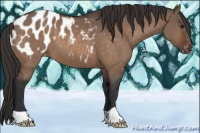 Horse Color:Brown Dun Appaloosa 