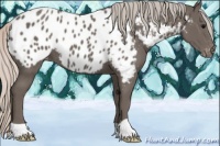 Horse Color:Silver Black Appaloosa 