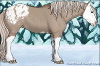 Horse Color:Silver Grullo Splash Appaloosa 