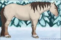 Horse Color:Classic Champagne Dun 