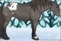 Horse Color:Grullo Appaloosa