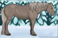 Horse Color:Silver Grullo Appaloosa 