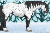 Horse Color:Black Appaloosa
