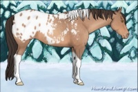 Horse Color:Sable Champagne Tobiano Appaloosa 