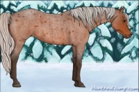 Horse Color:Silver Bay Roan