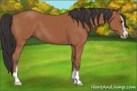 Horse Color:Bay Sabino