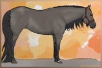 Horse Color:Grullo Rabicano 