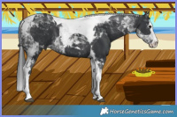 Horse Color:Black Splash Tobiano