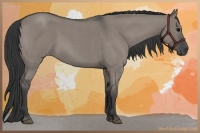 Horse Color:Grullo Roan 