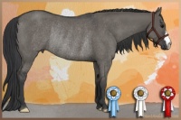 Horse Color:Grullo Rabicano 