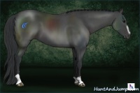 Horse Color:Black Sabino 