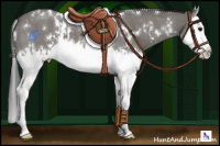 Horse Color:Grullo Roan Sabino Splash  and White Spotted Grullo Roan Splash 