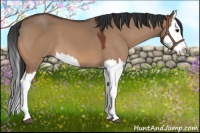 Horse Color:Bay Dun Splash